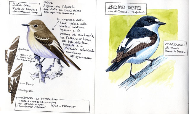 Disegno naturalistico 3 Lezione